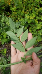 Lathyrus jepsonii californicus