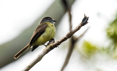 Phyllomyias griseiceps