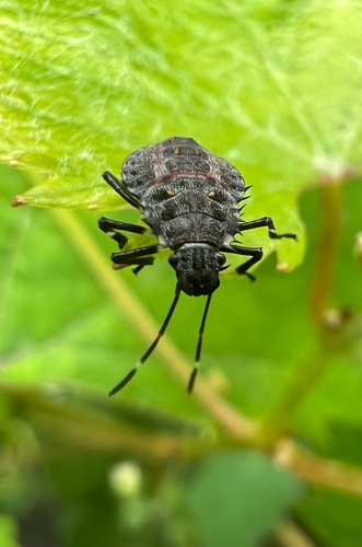 Brown Marmorated Stink Bug