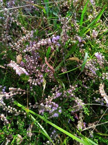common heather