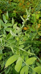 Lathyrus jepsonii californicus