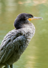 Nannopterum brasilianum