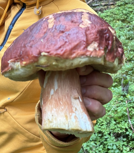 Pine Bolete