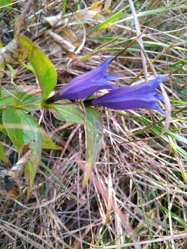 willow gentian