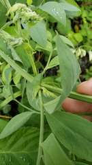 Lathyrus jepsonii californicus