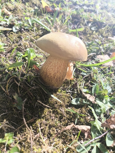 Bitter Bolete