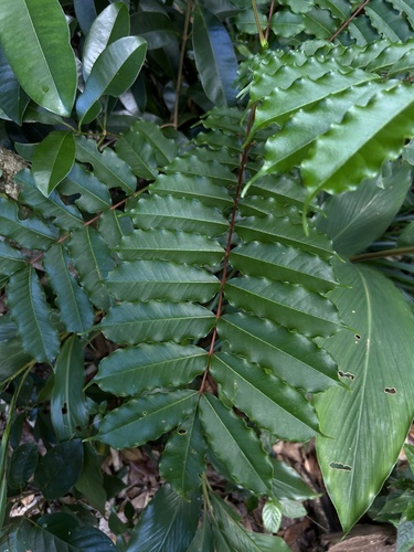 Pometia pinnata observed 2026-09-19
