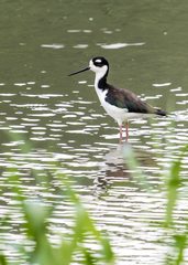 Himantopus mexicanus