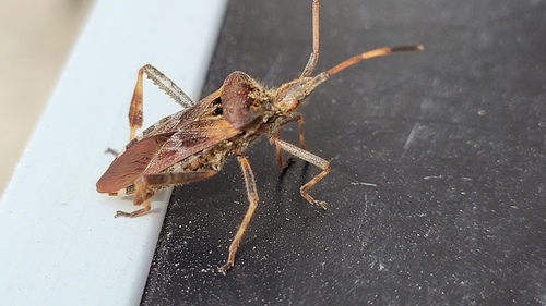Western Conifer Seed Bug