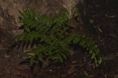 Cupaniopsis baileyana