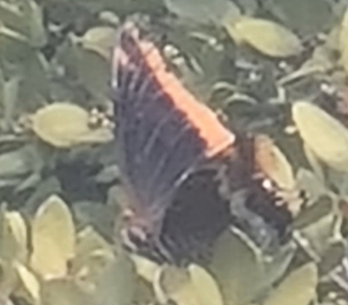 Two-tailed Pasha