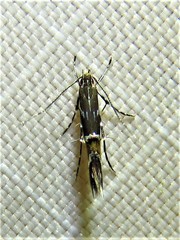 Cosmopterix pulchrimella