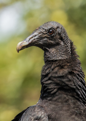 Coragyps atratus