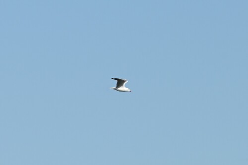 Silver Gull