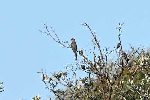 Fan-tailed Cuckoo