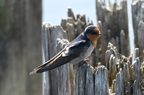 Welcome Swallow