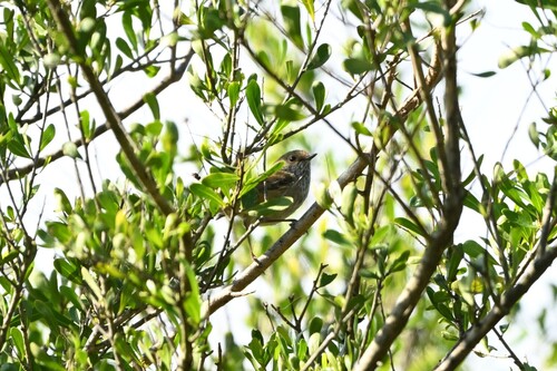 Brown Thornbill