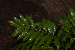 Cupaniopsis baileyana