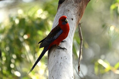Crimson Rosella