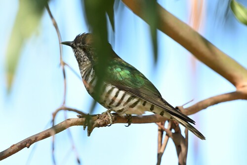 Shining Bronze Cuckoo