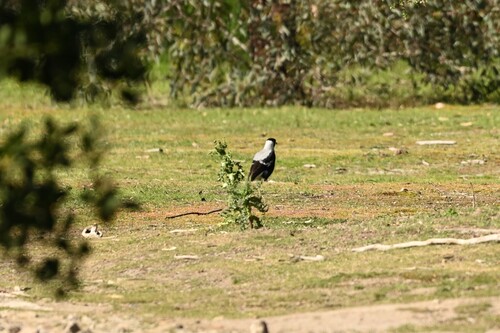Australian Magpie