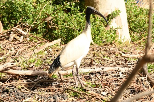 Australian Ibis