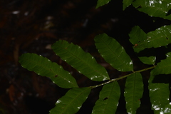 Cupaniopsis baileyana