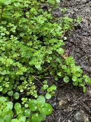 Chrysosplenium glechomifolium