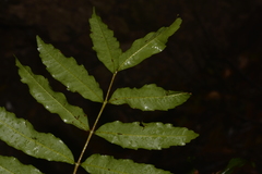 Cupaniopsis baileyana