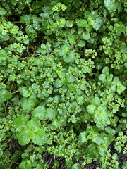 Chrysosplenium glechomifolium