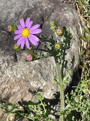 Senecio elegans, photograph (c) Cricket Raspet, some rights reserved (CC BY)