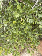 Searsia undulata