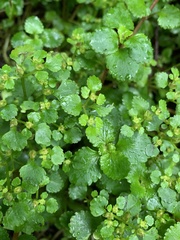 Chrysosplenium glechomifolium