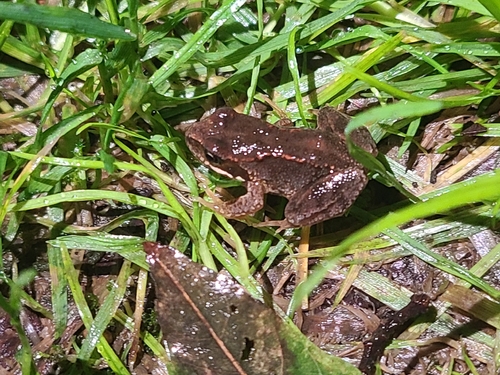 European Common Frog