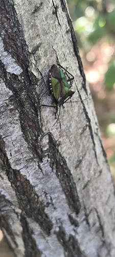 Pentatoma metallifera