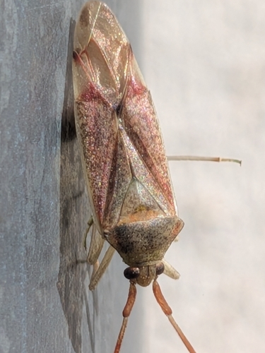 Hazel bug