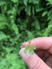 Chrysosplenium glechomifolium