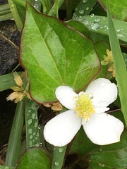 Houttuynia cordata