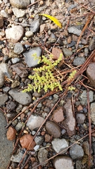 Herniaria hirsuta hirsuta
