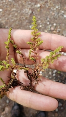 Herniaria hirsuta hirsuta