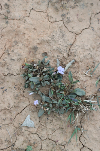 Brunoniella australis, 2026-09-05