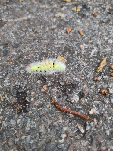 Pale Tussock Moth
