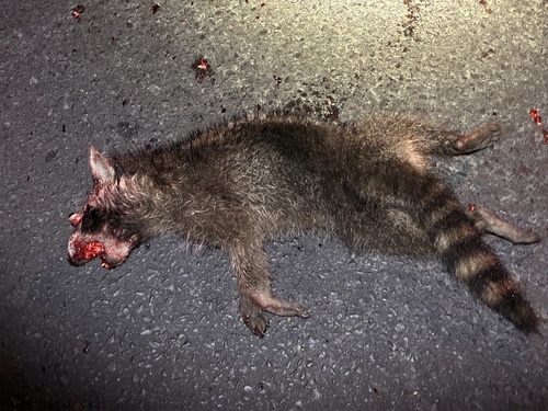 Common Raccoon