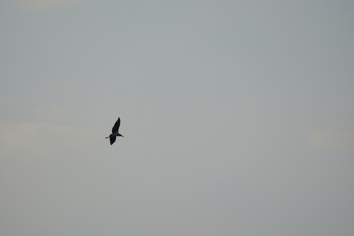 Marabou Stork