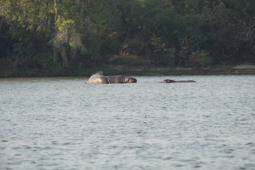 Common Hippopotamus