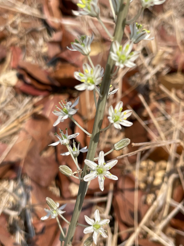 Red Squill