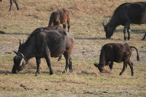 Cape Buffalo