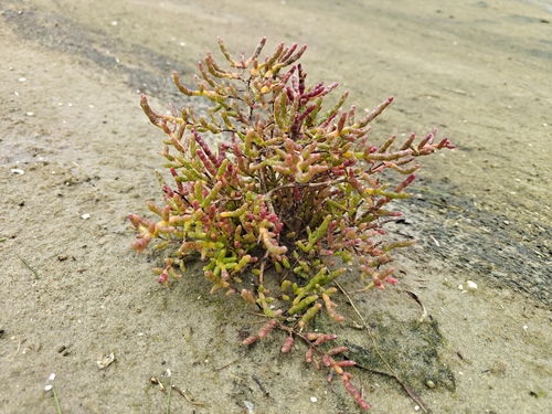 Common Glasswort