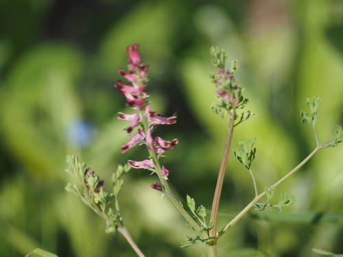 Fumaria officinalis