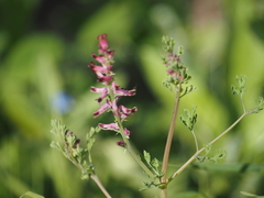 Fumaria officinalis